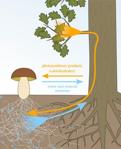 Mycorrhizae