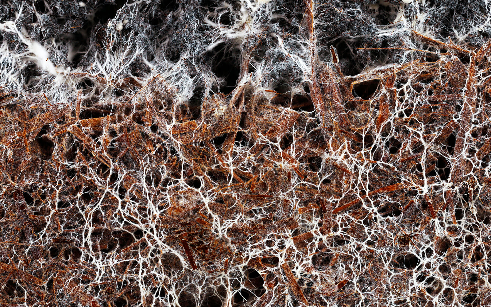 Mycorrhizae